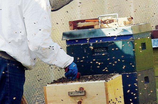 ઘરમાં પાળી હતી મધમાખી 