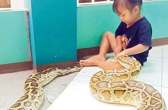 ૫ ફૂટના અજગરના અલ્સરની સારવાર કરે છે ૩ વર્ષની આ ટબૂકડી