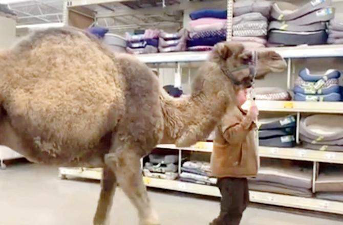 ઊંટને લઈને શૉપિંગ કરવા નીકળ્યા આ ભાઈ