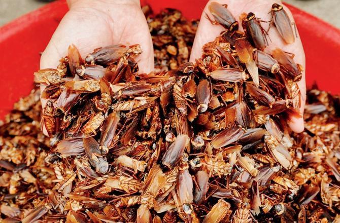 કૉક્રોચ