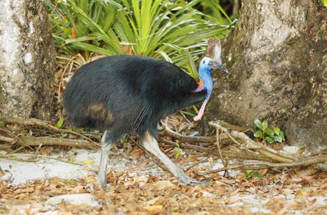 ખતરનાક પંખી