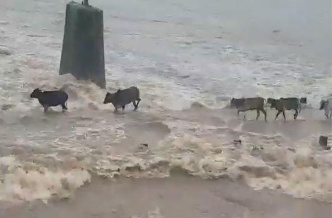 સૂર્યા નદીમાં તણાઈ ગઈ ગાય 