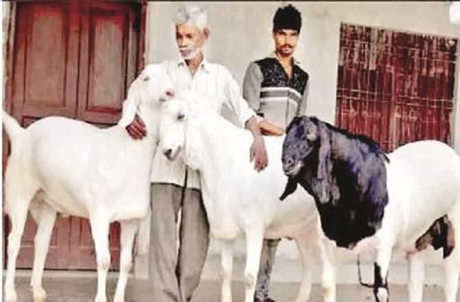 બકરી ઈદ માટે 18 મહિના ઉછેરીને મોટા કરેલા 3 બકરા 22 લાખ રૂપિયામાં વેચ્યા