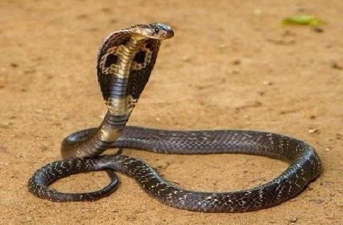 સાંપ કરડ્યો તો નશામાં યુવકે સાંપને બચકુ ભરીને મારી નાખ્યો