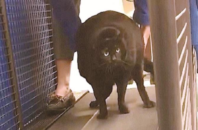 બિલાડીને કસરત કરવા ટ્રેડમિલ પર મૂકો તો સૂઈ જાય