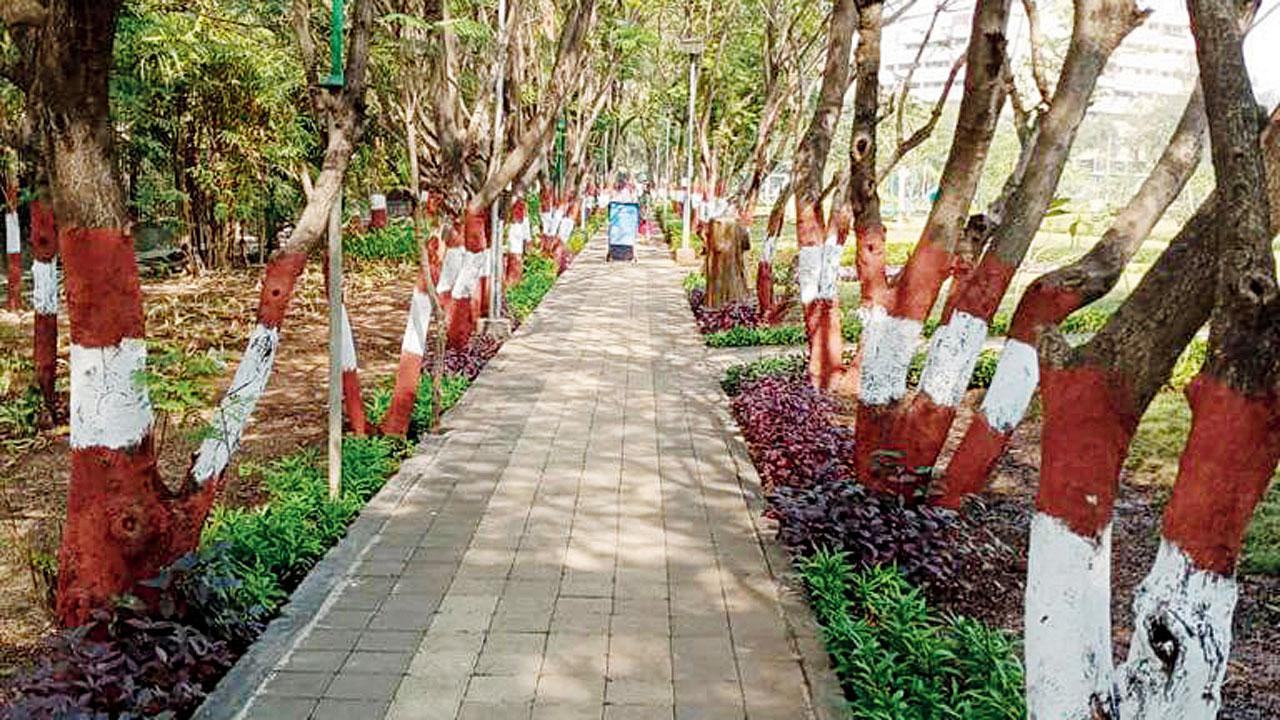 આપણે ત્યાં વૃક્ષો લાલ અને સફેદ પટ્ટાથી કેમ રંગાયેલાં છે?