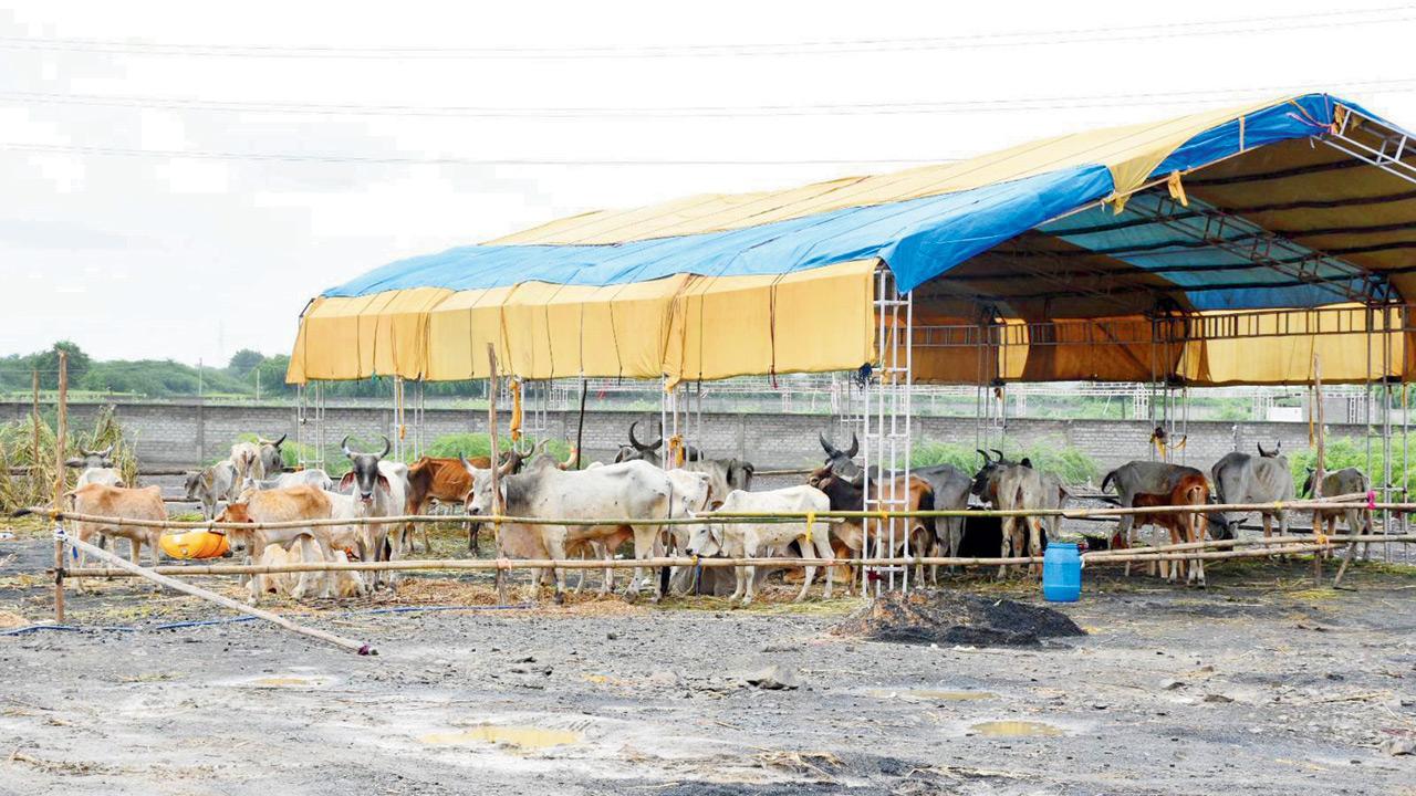 કચ્છના અંજારમાં આવેલા આઇસોલેશન સેન્ટરમાં લમ્પીગ્રસ્ત ગાયો