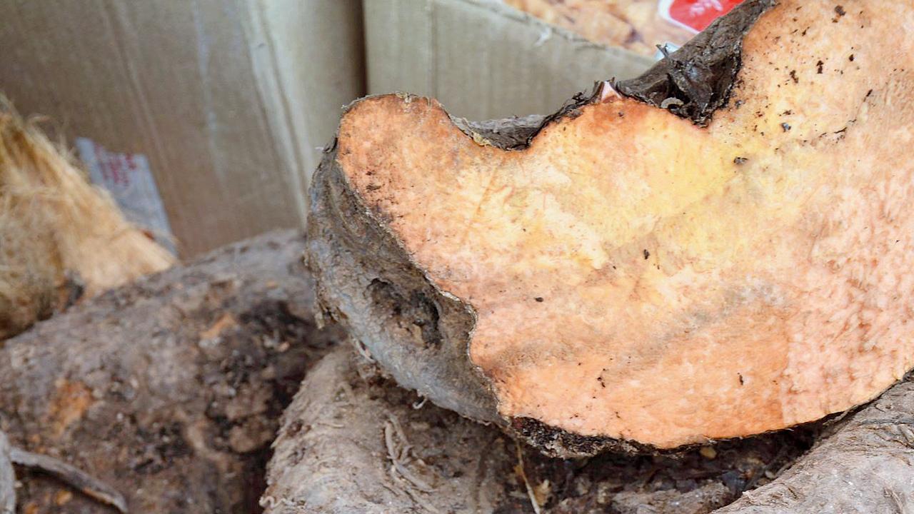 ઉપવાસમાં સૂરણ ખાશો તો ઔષધ બનશે