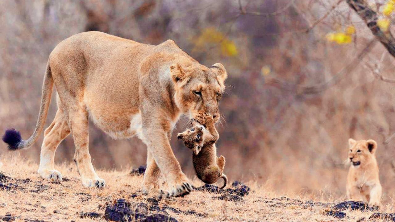 પ્રતીકાત્મક તસવીર