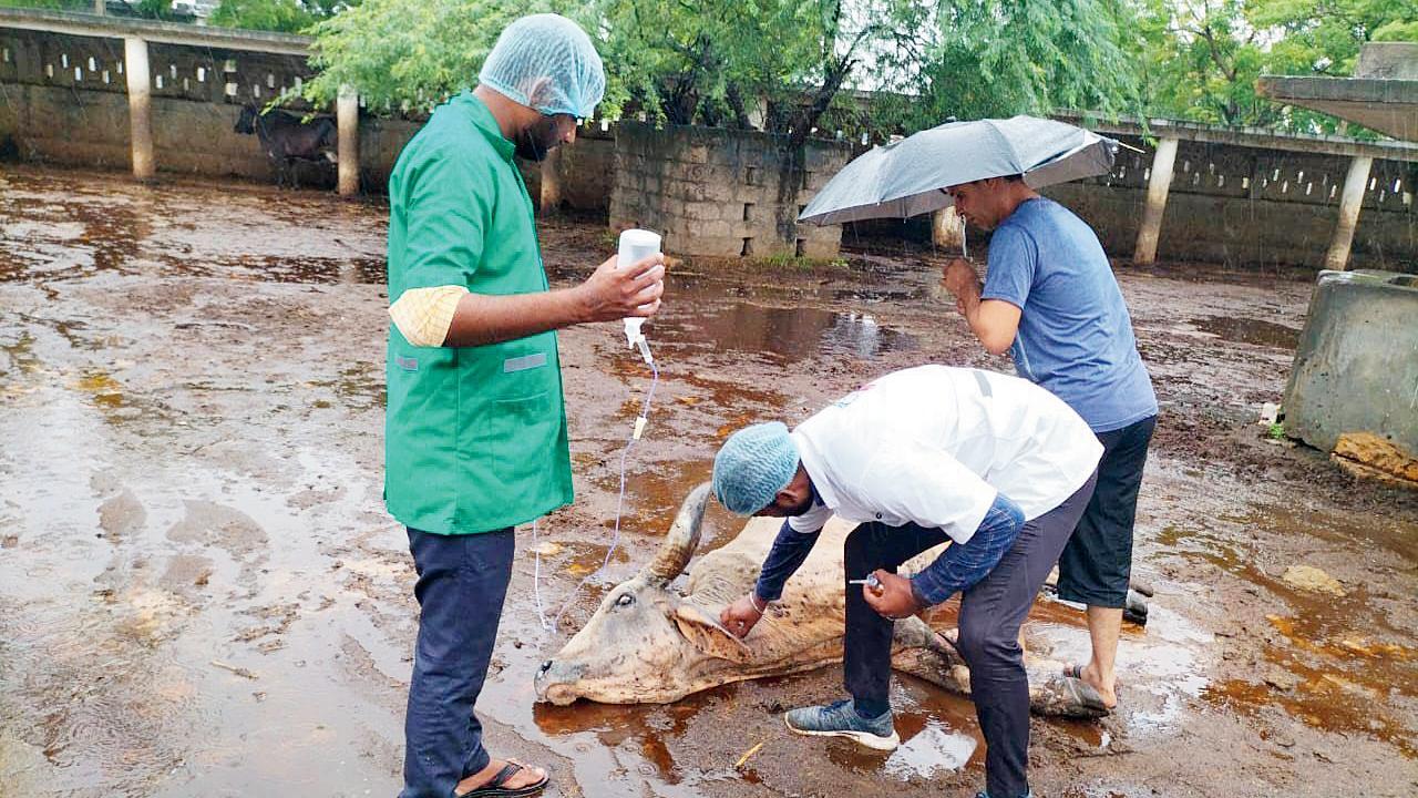 કચ્છમાં લમ્પીગ્રસ્ત ગાયને સારવાર આપવામાં આવી રહી છે તેની ફાઇલ તસવીર