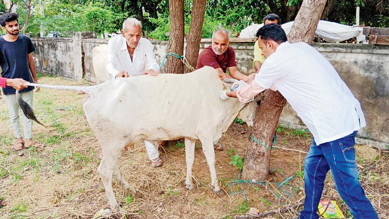 લમ્પી રોગચાળાને કારણે કચ્છમાં ગાયોને રસીકરણ કરવામાં આવી રહ્યું છે
