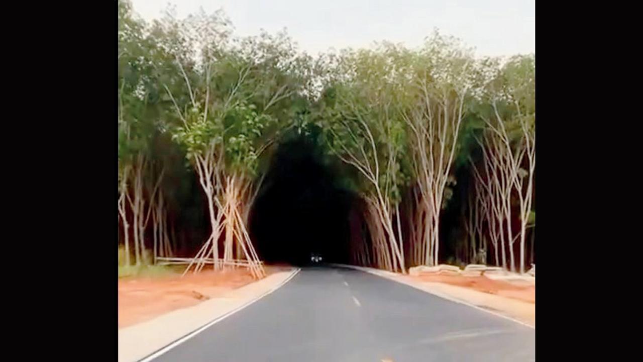 ટ્રી ટ્રનલ