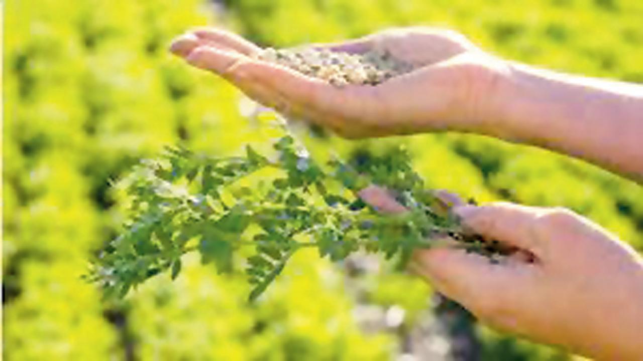 મંદ માગ અને આયાતમાં વધારો થતાં મસૂરના ભાવમાં સતત ઘટાડો