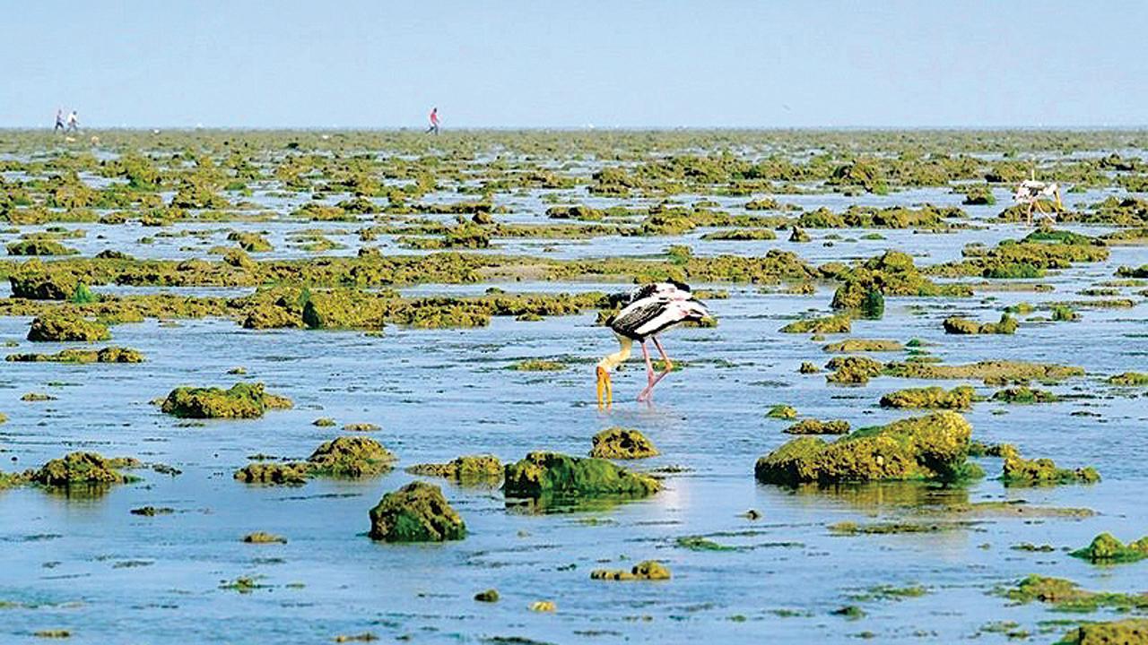 જ્યાં દરિયાઈ જીવો તમને મળવા જમીન પર આવે છે