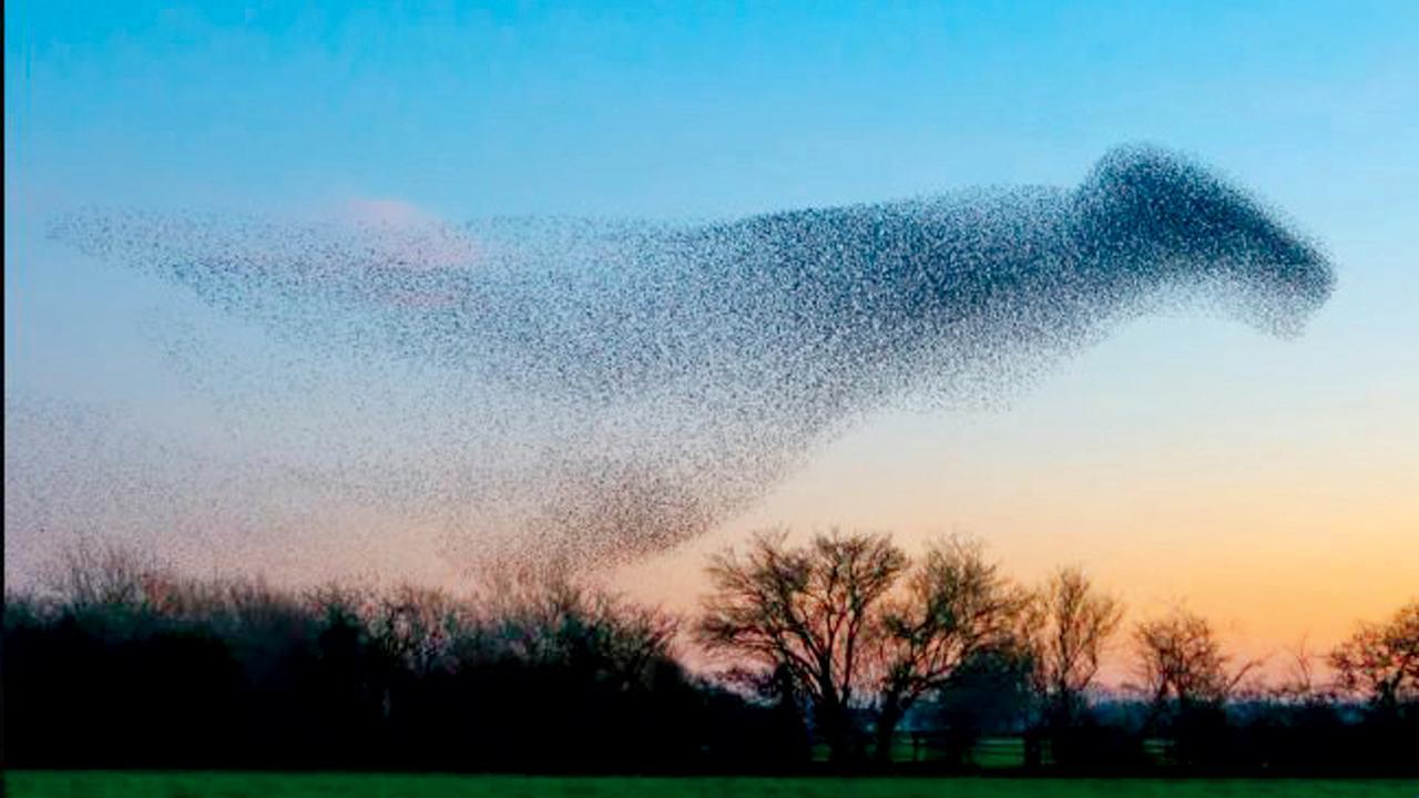 તસવીર : વાઇલ્ડલાઇફ ફોટોગ્રાફર જેમ્સ આર્નોલ્ડ