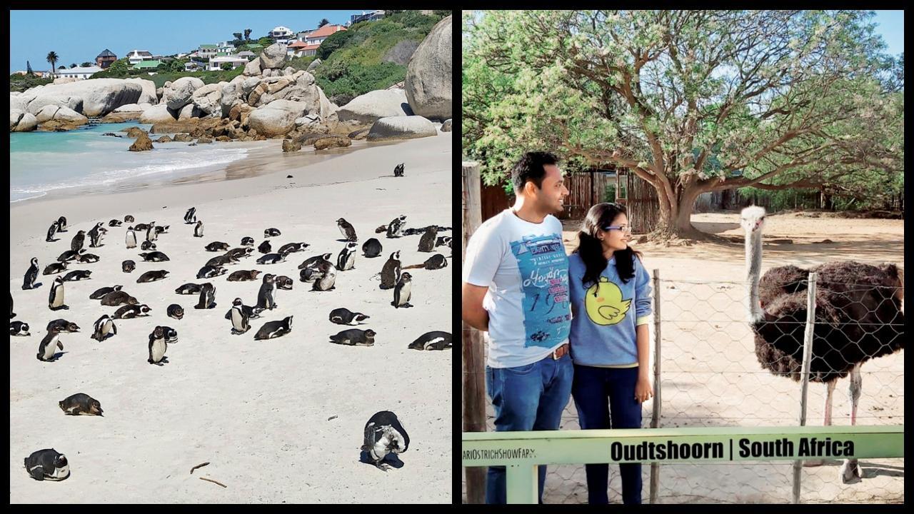 આફ્રિકન વાઇલ્ડલાઇફ અને સાગર અને જલ્પા સોમાણી