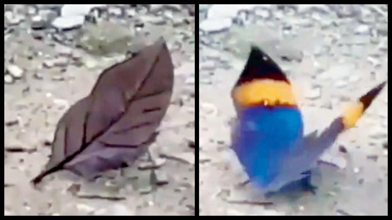 આ સુકાયેલું પાંદડું નથી, પતંગિયું છે