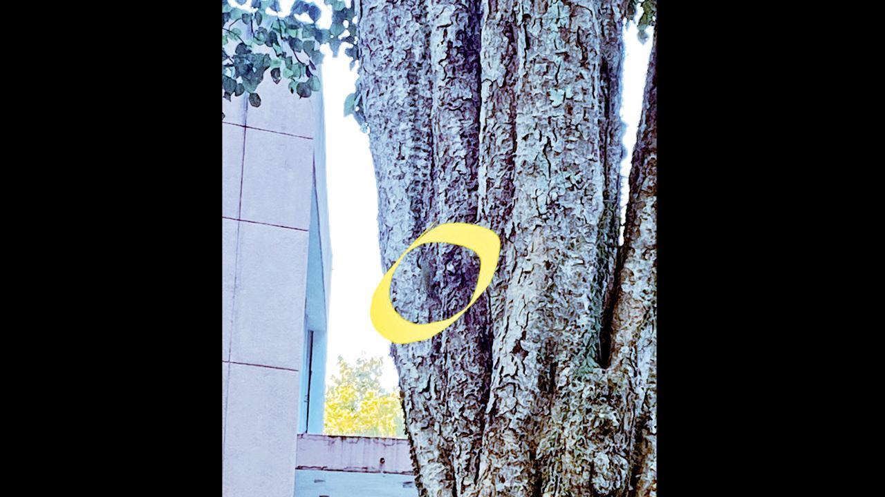 ઝાડ પર બેસેલા પક્ષીને ઓળખી બતાવો