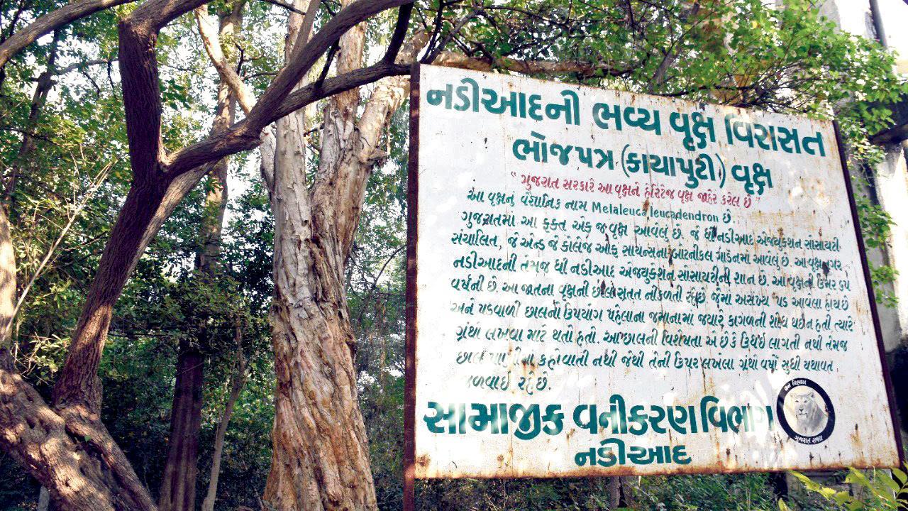 સદીઓ પહેલાં સંદેશવ્યવહાર માટે વપરાતો કાગળ કયા વૃક્ષમાંથી બનતો હતો, ખબર છે?