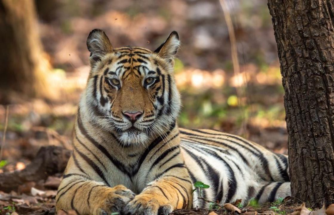 પ્રતીકાત્મક તસવીર (તસવીર: આઈસ્ટોક)