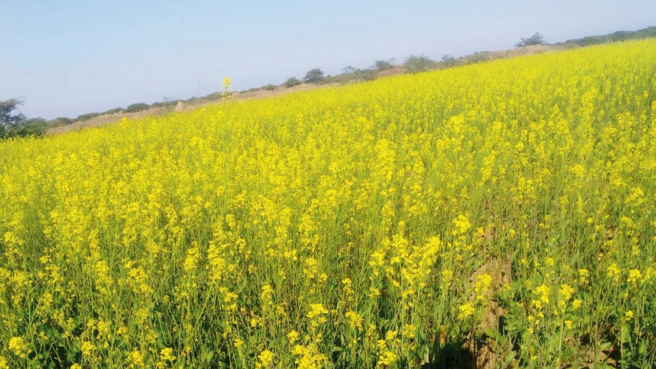 પ્રતીકાત્મક તસવીર