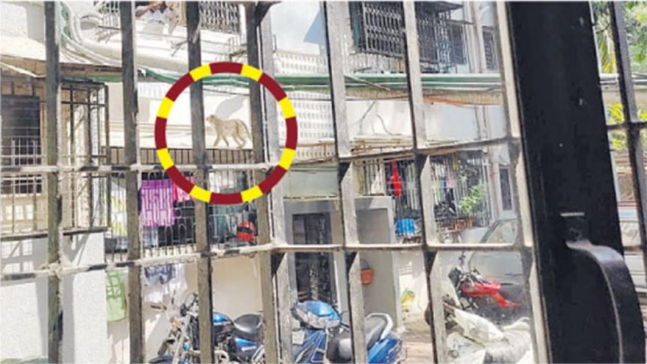 બોરીવલી (ઈસ્ટ)ના અશોકવનમાં આવેલા રાજગઢ બિલ્ડિંગમાં વાંદરાઓ અઠવાડિયામાં બે-ત્રણ વખત લોકોના ઘરમાં ઘૂસી જતા હોય છે.