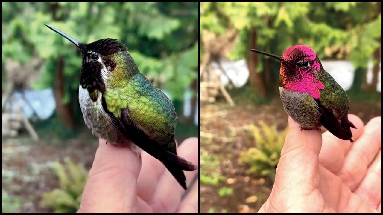 anna s hummingbird changing colours video goes viral on social media ...