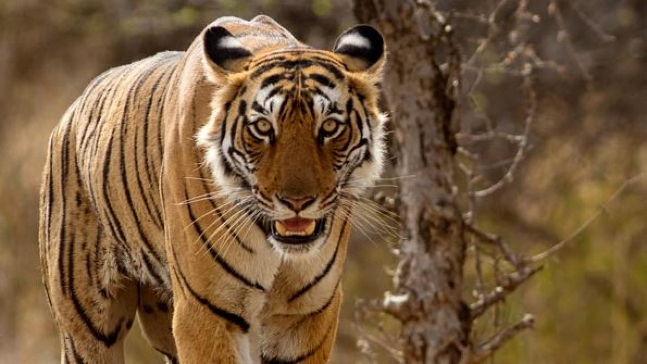 તસવીર: આઈસ્ટોક