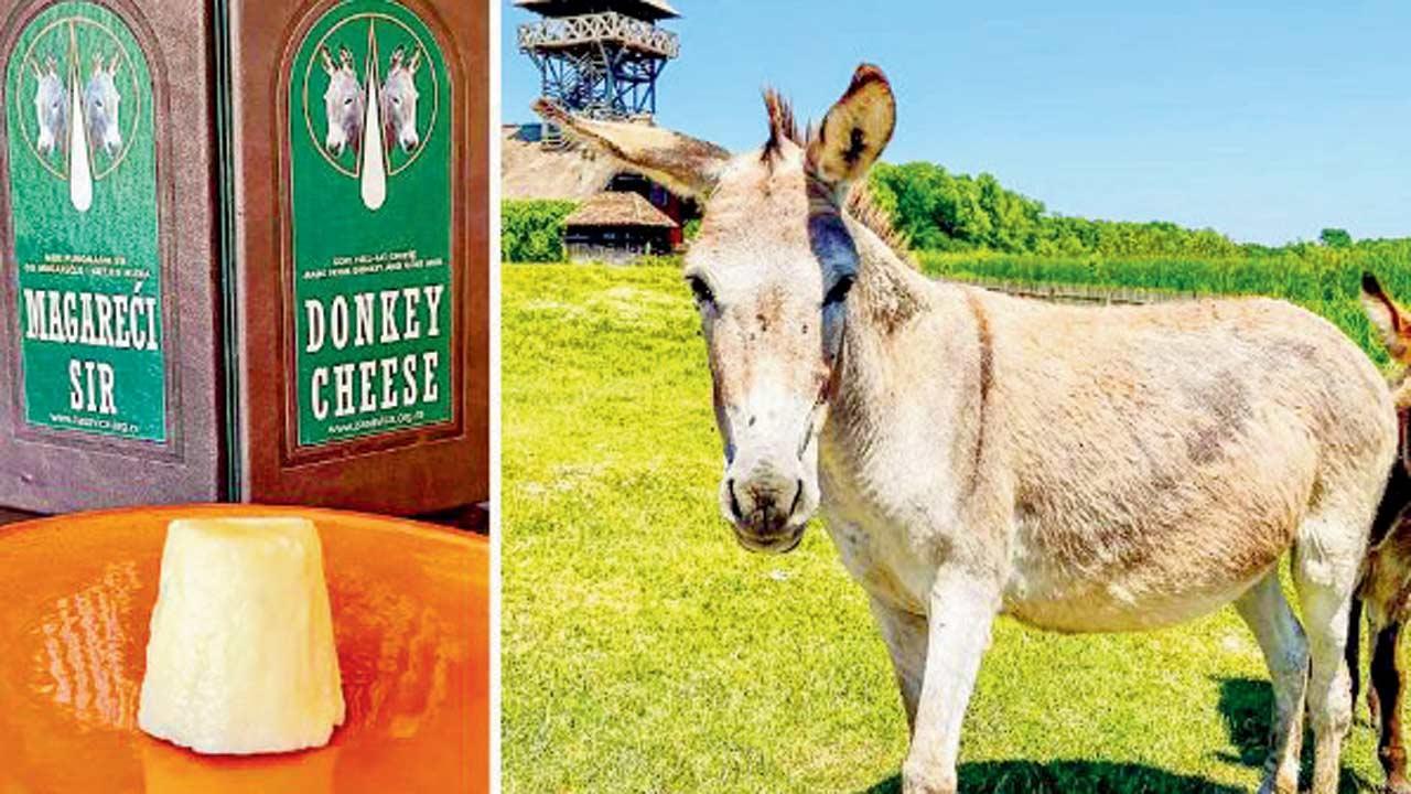 ડૉન્કીના દૂધમાંથી બને છે વિશ્વનું સૌથી મોંઘું ચીઝ