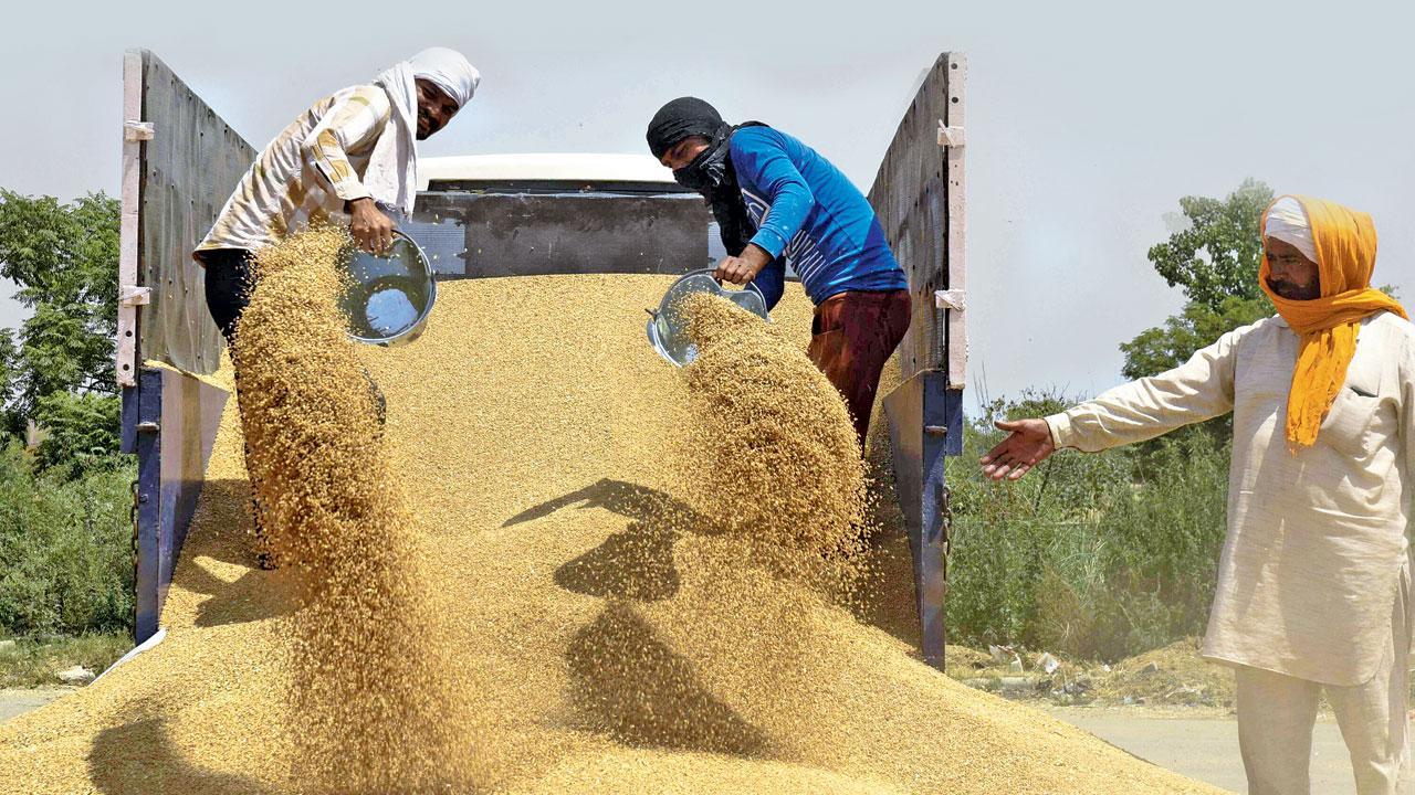 ઘઉં ઘઉંની વાત