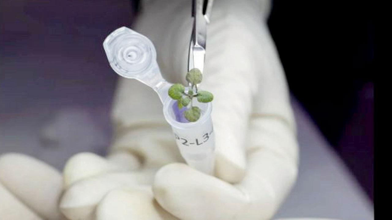 ચન્દ્ર પરનાં શાકભાજી પૃથ્વી કરતાં વધારે હેલ્ધી