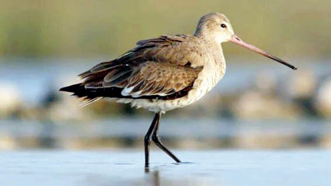 ગૉડવિટ પક્ષી