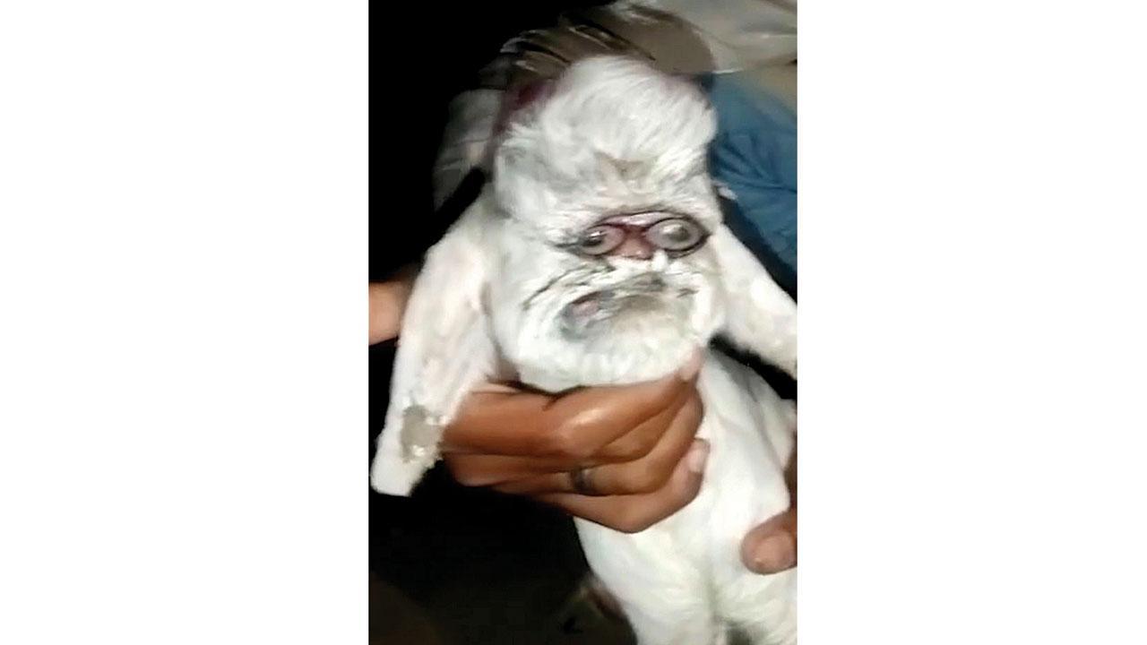 ‘માનવ ચહેરા’ને કારણે બકરી ફેમસ થઈ