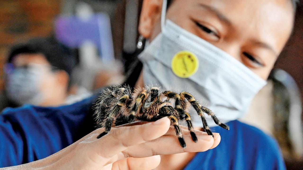 બૅન્ડાના એક શહેરના એક મૉલમાં પાળતુ પ્રાણીઓ ખરીદવા માટે કરોળિયા રખાયાં હતાં.