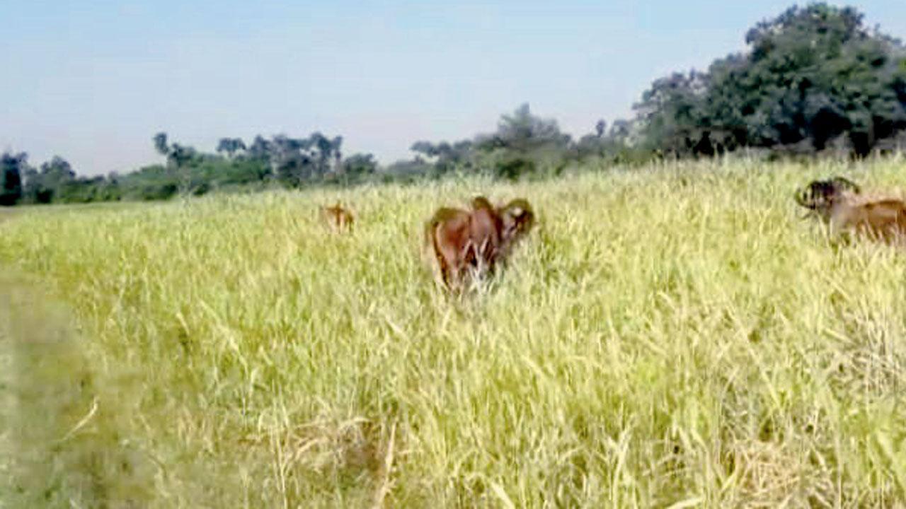 કાલેડા ગામમાં ખેતરમાં ચરી રહેલી ગાયો