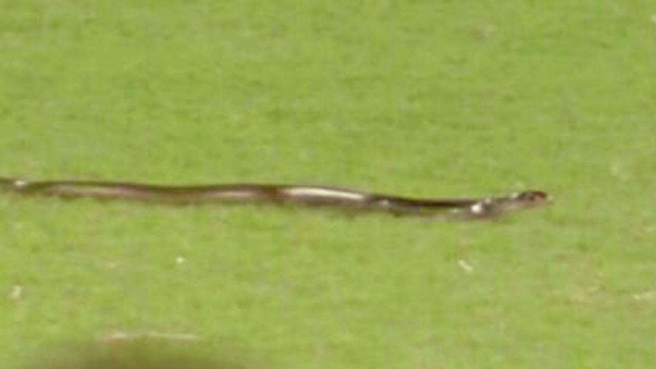 સાતમી ઓવરમાં સાપ ધસી આવતાં થોડી વાર માટે રમત અટકાવાઈ હતી.