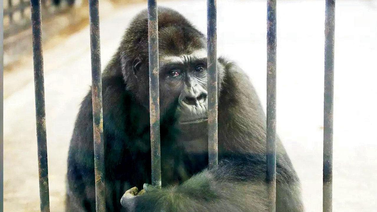 બુઆ નોઇ નામની ગોરીલા