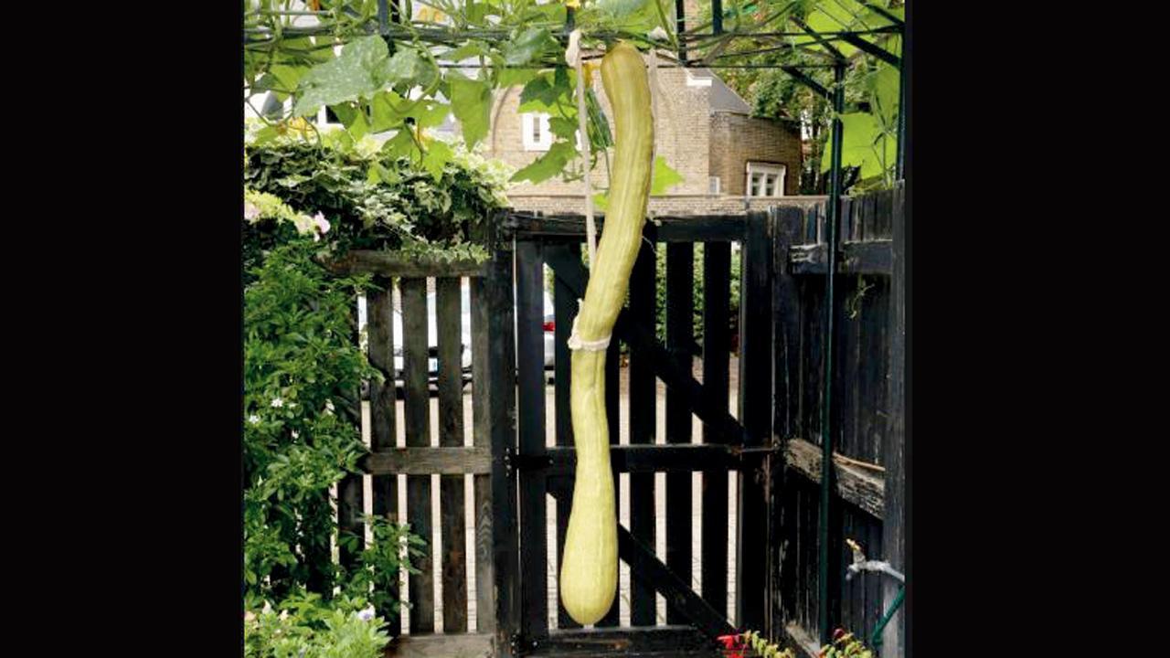 વાડામાં ઊગ્યું પાંચ ફુટ ૩.૬ ઇંચ લાંબું કોળું
