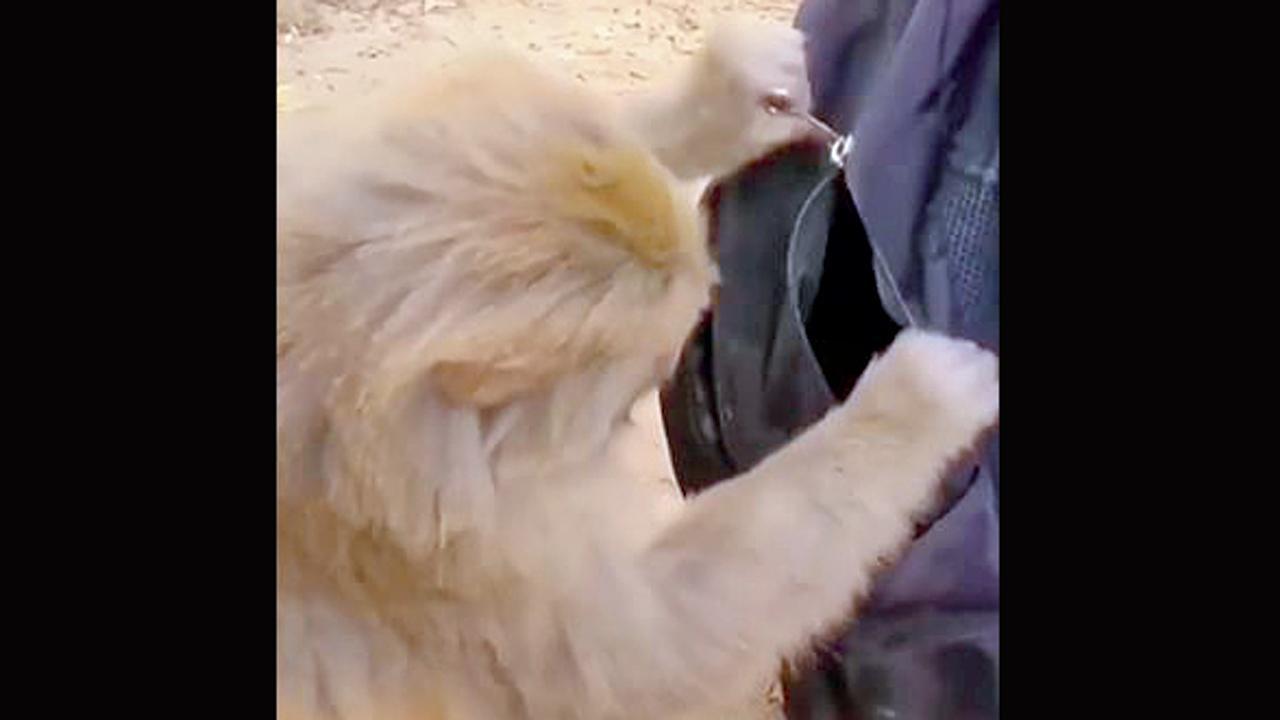 વાંદરાની ચોરી પકડાઈ ગઈ