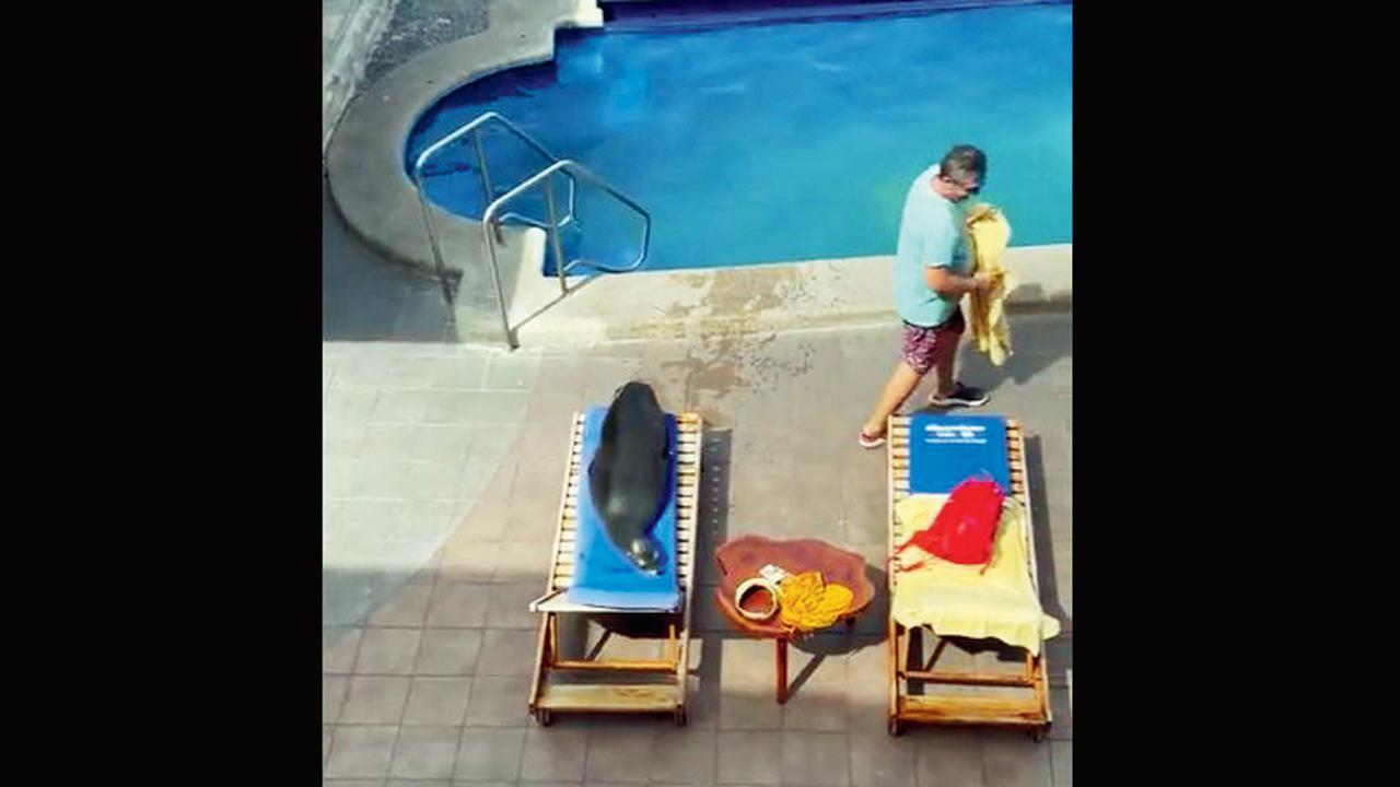 સી-લાયને હોટેલમાં પ્રવેશીને સનલાઉન્જર પર કબજો જમાવ્યો 