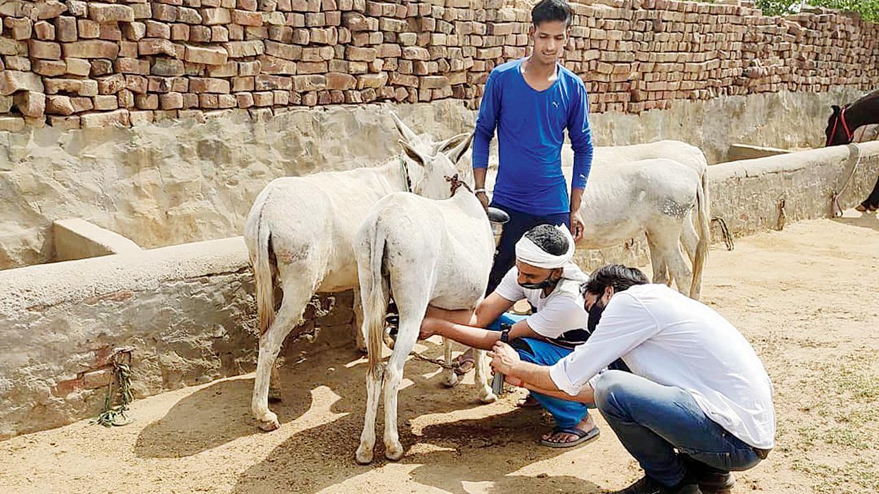ગધેડીનું દૂધ કમળા માટે બહુ સારું છે
