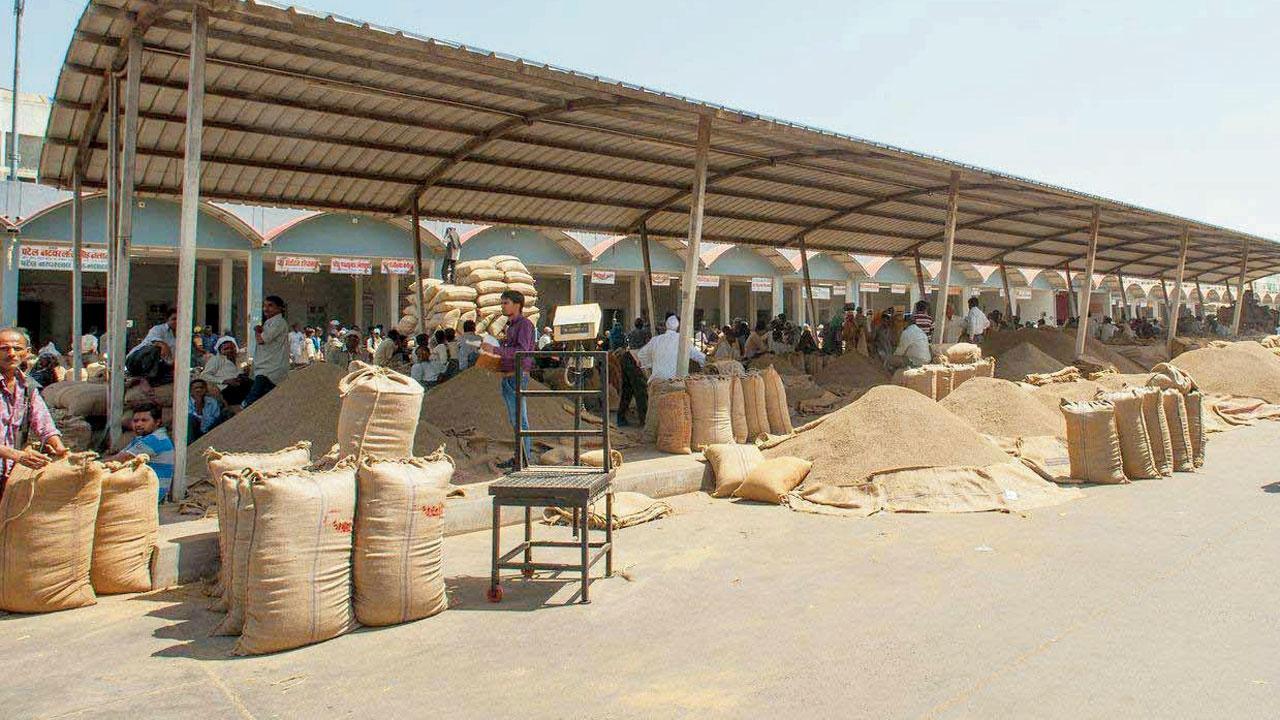 જીરાના ભાવમાં થયેલો ભડકો ઠરશે કે વધુ ભડકશે?