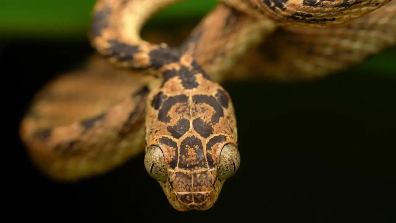 પ્રતીકાત્મક તસવીર