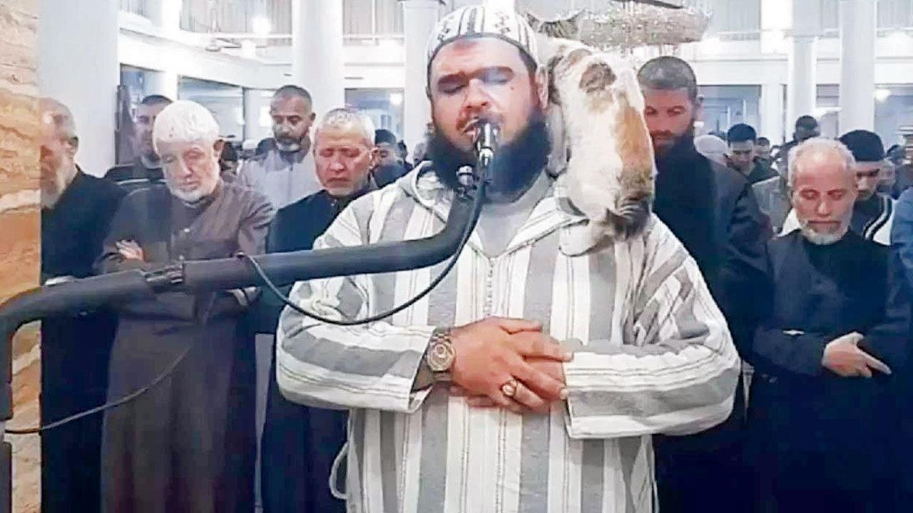 રમઝાનની પ્રાર્થના દરમ્યાન ઇમામ પર કૂદી બિલાડી  