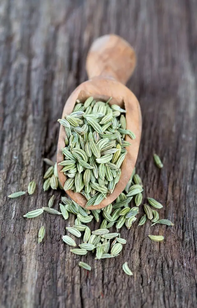 સ્કીન કેરથી હેર કેરમાં ઉપયોગી છે વરિયાળી