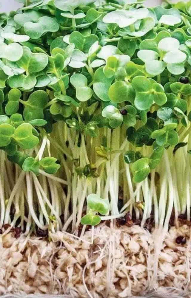 અનેક રોગોનો ઈલાજ એટલે જલકુંભી સંજીવની