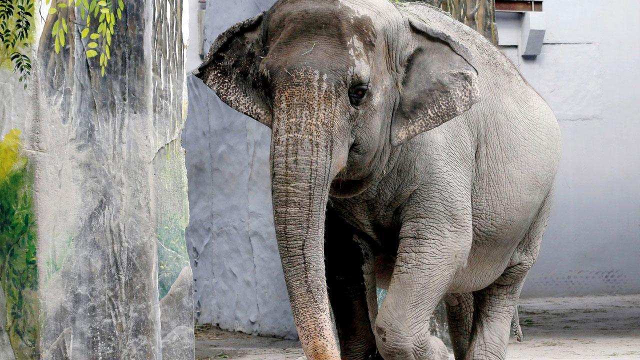 વિશ્વની સૌથી એકલવાયી હાથણીએ આ દુનિયામાંથી વિદાય લીધી