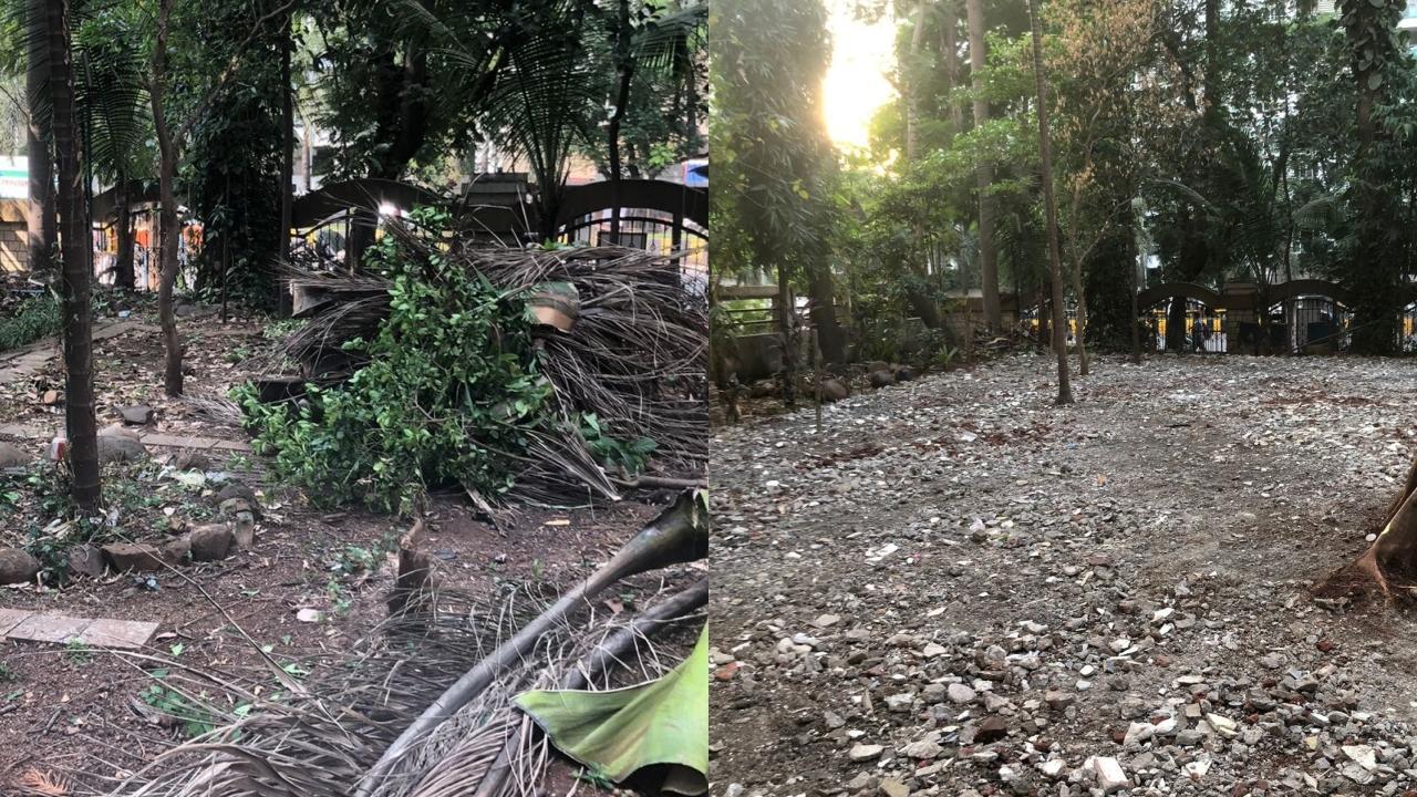 કપાયેલા ઝાડ (જમણે) અને બગીચામાં ફેલાયેલા સિમેન્ટના પથ્થરો (ડાબે)