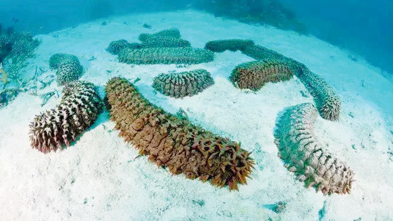 દરિયાઈ કાકડી