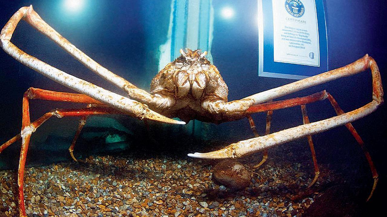 બિહામણા ‘બિગ ડૅડી’ને મળો